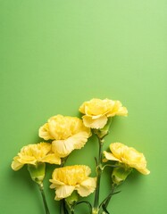 Yellow Carnations on Green Background - Beautiful Flowers for Spring - Colored Carnation - Background for Mother's Day, Woman's Day, Valentine's Day or Birthday - Space for Copy or Text