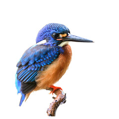 Blue-eared kingfisher fascinated bird with sharp beaks isolated on white background with clipping path
