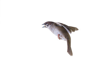 flying sparrow isolated on white background