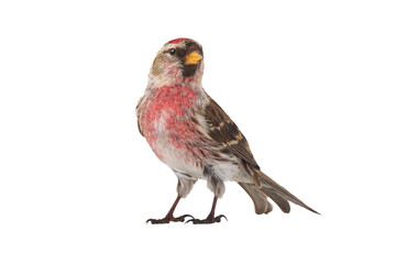Common Redpoll  isolated on white background