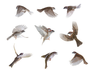 flying sparrows isolated on white background