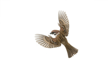 flying sparrow isolated on white background