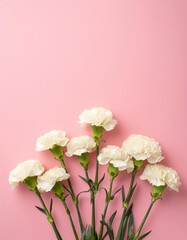 White Carnations on Pink Background - Beautiful Flowers for Spring - Colored Carnation - Background for Mother's Day, Woman's Day, Valentine's Day or Birthday - Space for Copy or Text