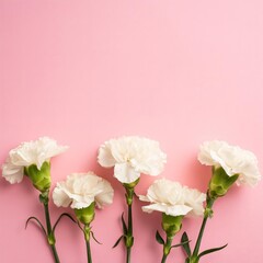 Fototapeta premium White Carnations on Pink Background - Beautiful Flowers for Spring - Colored Carnation - Background for Mother's Day, Woman's Day, Valentine's Day or Birthday - Space for Copy or Text