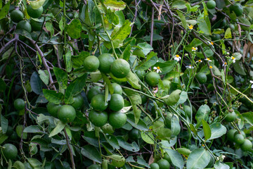 Many lemons hanging on the lemon tree