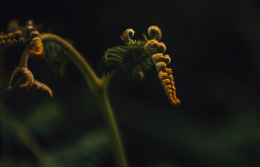 Fern close up