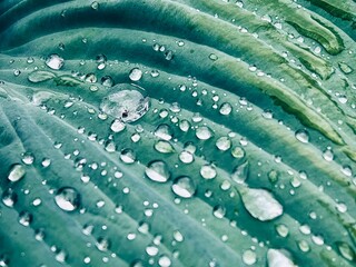 Beautiful green leaf texture with drops of water