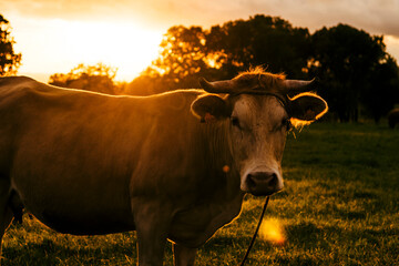 cow in the field