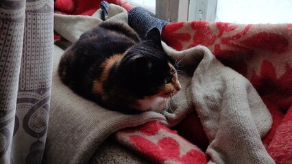Beautiful tortoiseshell cat lies on warm clothes