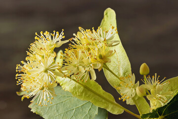 A sprig of linden blossoms isolated on a solid background
