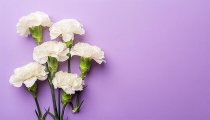White Carnations on Purple or Lilac Background - Beautiful Flowers for Spring - Colored Carnation - Background for Mother's Day, Woman's Day, Valentine's Day or Birthday - Space for Copy or Text