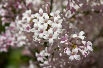 Pink lilac flowers close-up. A blooming bush of pink lilacs