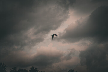 Turmfalke bei schlechtem Wetter am Himmel.