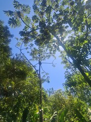 trees and sunny sky in Costa Rica, Central Amercia