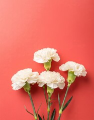 White Carnations on Pink or Red Background - Beautiful Flowers for Spring - Colored Carnation - Background for Mother's Day, Woman's Day, Valentine's Day or Birthday - Space for Copy or Text