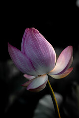 Fototapeta premium 夏の古代蓮 古河総合公園（古河公方公園）