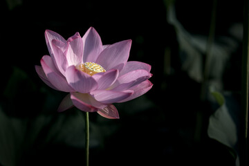 Obraz premium 夏の古代蓮 古河総合公園（古河公方公園）