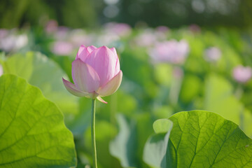 夏の古代蓮　古河総合公園（古河公方公園）