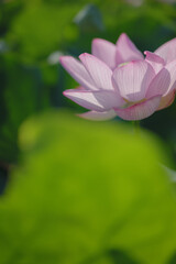 Fototapeta premium 夏の古代蓮 古河総合公園（古河公方公園）