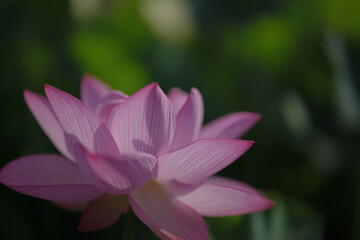 Fototapeta premium 夏の古代蓮 古河総合公園（古河公方公園）