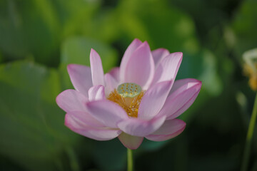 Obraz premium 夏の古代蓮 古河総合公園（古河公方公園）