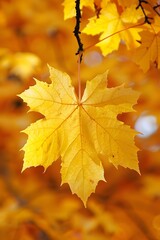 Golden Autumn Leaf