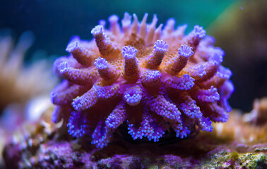 Fototapeta premium Macro photography of ACANTHASTREA ECHINATA coral in reef aquarium under blue light .Selectiv. Generative AI.
