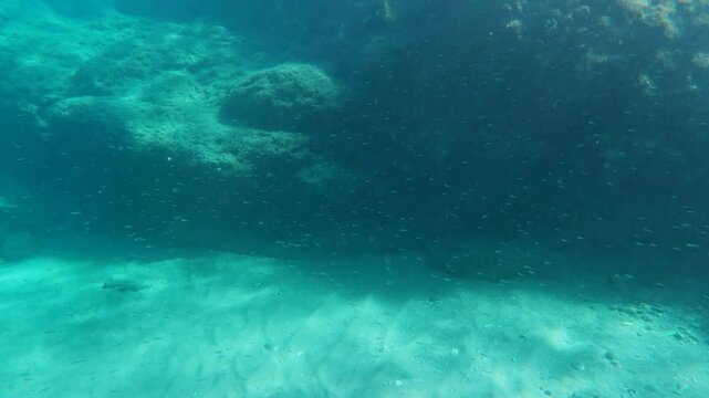 Snorkeling with big school of small fish. Underwater rocky seascape with swimming fish. Marine life in the sea, adventure snorkeling trip video. Sea and animals.