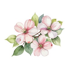 beautiful Watercolor flowers Dogwood Blossom. vector illustration