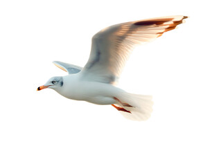 a seagull in flight, flying white bird cut out © Molin