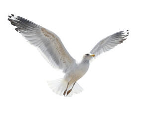 Obraz premium a seagull in flight, flying white bird cut out