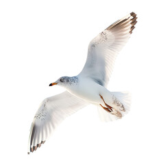 Fototapeta premium set of seagulls in flight, flying white birds cut out