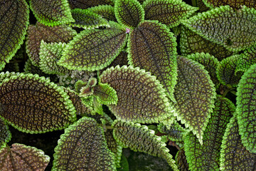 Pilea involucrata, friendship plant leaf leaves foliage, macro close closeup detail, background texture backdrop, organic botanic nature garden gardening