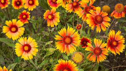 Gaillardia aristata red yellow flower in bloom, group of bright colorful flowers in the gardren