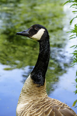 Obraz premium goose on the water