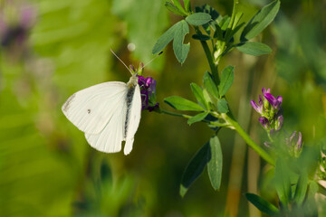 small white or cabbage butterfly is perching on the flower in the field