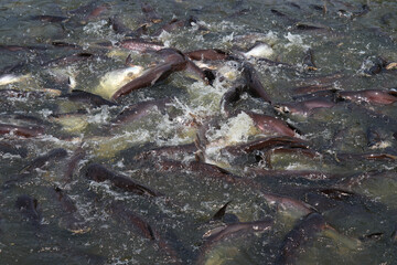 Many fish in the water. Freshwater fishing