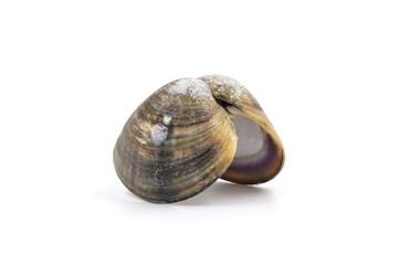 Closed up fresh baby clams, venus shell, shellfish, carpet clams, short necked clams, as raw food from the sea are the seafood ingredients. fresh clams Background.