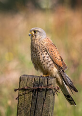 A beautiful portrait of a male kestrel. Beautiful lighting compliments the image as he is perched...