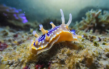 Sea life. Nudibranch is a member of Nudibranchia, a group of soft-bodied, marine gastropod. Generative AI.