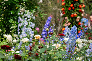 Colourful colorful vintage cottage garden, flowers floral pastel roses delphinium, gardening horticulture botanical, pretty beautiful nature natural environment