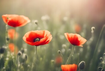Fototapeta premium wallpaper graphic painting gerber flower red blossom flowers floral poppy booklet leaf spring