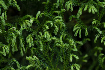 Cryptomeria japonica, dwarf japanese cedar, foliage nature natural background macro detail closeup, evergreen, garden gardening design