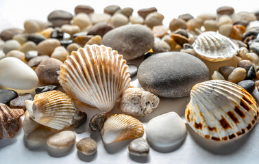 Shells and pebbles scattered on a white background. Sea life macro. Generative AI.