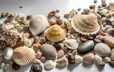 Shells and pebbles scattered on a white background. Sea life macro. Generative AI.