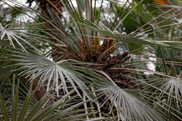 Fan palm leaves foliage, Arecaceae, spiky tropical plant, garden gardening landscaping forest