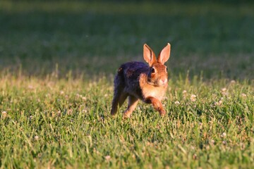 European rabbit hopping in a green grassy meadow on a summer day