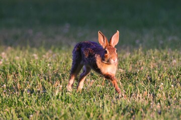 European rabbit hopping and looking at the camera in a green grassy meadow