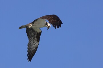Osprey in mid-flight against a clear blue sky