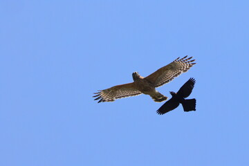 Hawk and a purplish jay flying in the clear blue sky